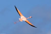 Bonaire_flamingo_in_flight