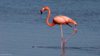 Bonaire_goto_meer_flamingo